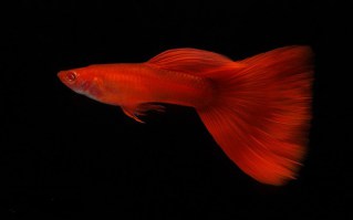 guppy full red albino96